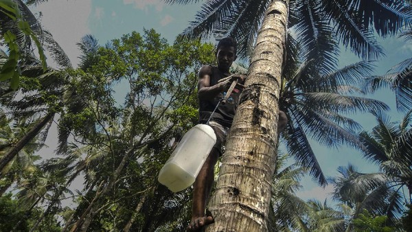 Nira merupakan bahan baku utama pembuatan minuman tradisional Maluku bernama sopi.