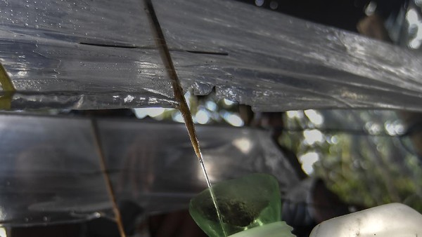 Sopi telah dianggap sebagai minuman tradisional di beberapa wilayah Maluku yang memproduksinya.