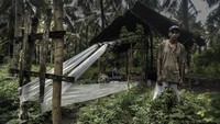 Di bawah bayang-bayang dedaunan pohon kelapa seorang pria berkalung salib logam mengamati tetes cairan hasil sulingan nira di perkebunan kelapa Desa Nuruwe, Kecamatan Kairatu Barat, Kabupaten Seram Bagian Barat, Provinsi Maluku.
