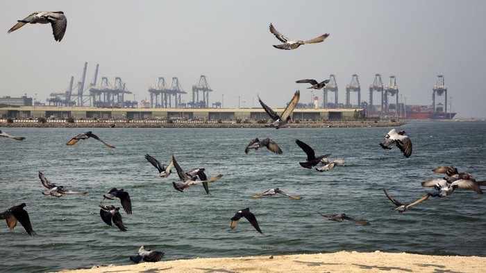 FILE - In this Oct. 11, 2019, file photo, seagulls fly in front of the Red Sea port city of Jiddah, Saudi Arabia. An explosion rocked a ship off Saudi Arabias port city of Jiddah on the Red Sea, authorities said Monday, Dec. 14, 2020, without elaborating. (AP Photo/Amr Nabil, File)