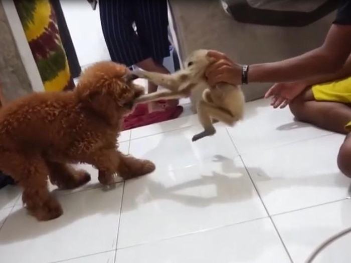 Viral primata owa diadu dengan anjing di Pelalawan (dok Istimewa)