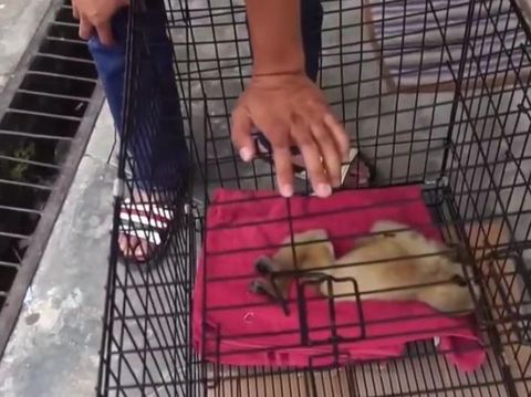 Viral primata owa diadu dengan anjing di Pelalawan (dok Istimewa)