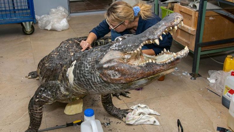 Aligator Saturnus Aligator Saturnus