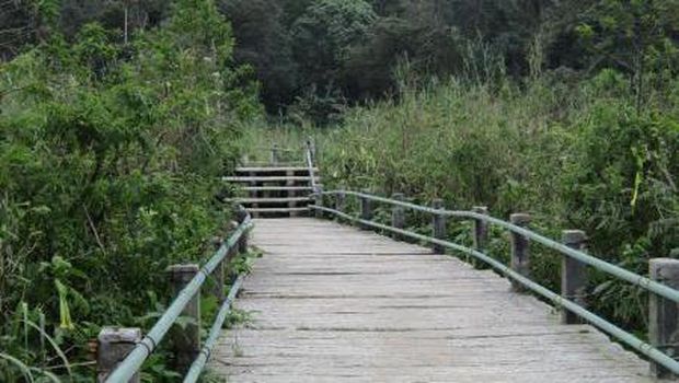 Serunya Trekking di Jembatan  Kayu  Curug Cibeureum