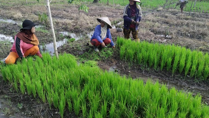 Upacara menyambut musim tanam padi di sulawesi dinamakan