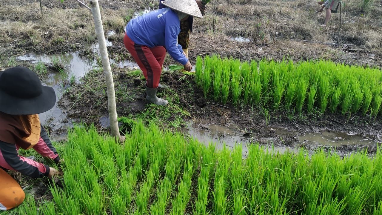 Kegiatan belale di Kecamatan Sajingan Besar, Sambas