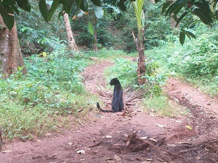 Macan kumbang berkeliaran dekat pemukiman warga di Pandeglang