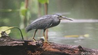 Saat mencari makan, burung ini mengendap di atas air sambil menjulurkan kepalanya untuk menunggu ikan yang melintas.  
