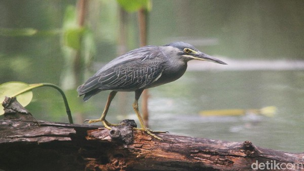 Saat mencari makan, burung ini mengendap di atas air sambil menjulurkan kepalanya untuk menunggu ikan yang melintas.  