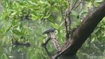 Burung Kokokan Laut yang Masih Eksis di Pantai Jakarta