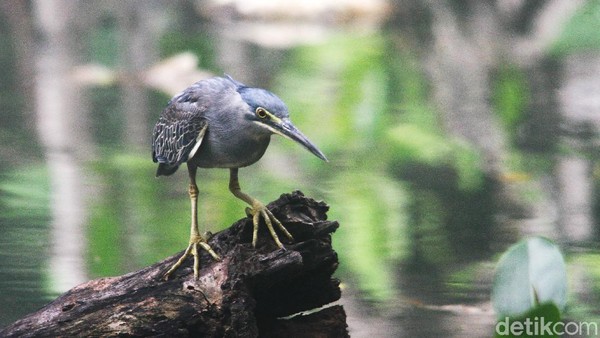 Jenis burung ini termasuk umum yang dapat dijumpai di Jakarta dan beberapa wilayah lainnya.  