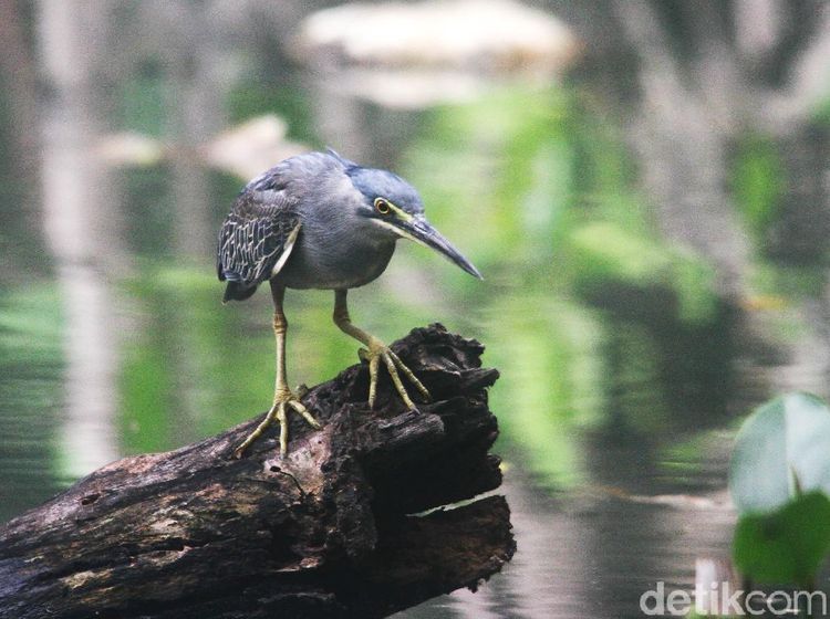 Burung Kokokan Laut yang Masih Eksis di Pantai Jakarta