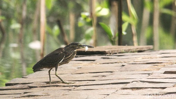 Kondisi habitat bagi burung-burung air di Jakarta seyogyanya dijaga dan tidak melulu menggusur serta mengkonversi keberadaannya.  