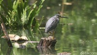 Burung Kokokan laut (Butorides striatus) dikenal sebagai pemakan ikan maupun udang, burung ini memiliki sensitif terhadap kehadiran manusia. Berukuran tubuh sekitar 61 cm ini hidup tidak berkelompok dan memilih untuk menyendiri.  
