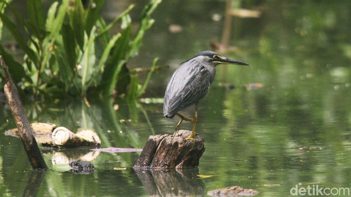 Burung Kokokan laut adalah salah satu jenis burung air penghuni kota Jakarta yang sampai saat ini bertahan hidup di tengah perubahan habitatnya di pesisir kota Jakarta, Selasa (15/12).