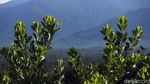 Mengintip Keindahan Hutan Tropis di Perbatasan Indonesia-Malaysia