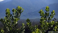Banyak wisatawan yang belum mengenal lebih dalam mengenai keindahan hutan Kalimantan.