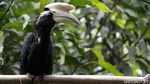 Mengintip Keindahan Hutan Tropis di Perbatasan Indonesia-Malaysia