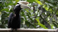 Kawasan yang punya banyak satwa langka seperti aneka burung termasuk burung enggang khas Kalimantan.