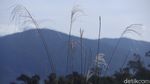 Mengintip Keindahan Hutan Tropis di Perbatasan Indonesia-Malaysia