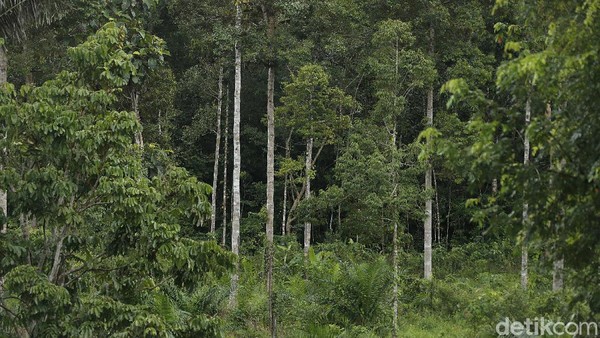 Hutan-hutan di Indonesia umumnya merupakan cagar biosfer dan paru-paru dunia. Sensasi keindahan alam, keaslian hutan yang menawarkan kesegaran alam.