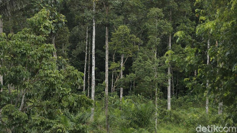 Mengintip Keindahan Hutan Tropis di Perbatasan Indonesia-Malaysia Kawasan hutan lindung yang menyimpan beragam flora langka, menjadi objek wisata favorit di perbatasan Indonesia-Malaysia. Seperti saat akan menuju PLBN Aruk, Sambas, Kalbar, sepanjang jalan disisi kanan maupun kiri disuguhi oleh panorama keindahan kawasan hutan tropis maupun perbukitan.