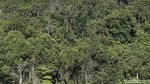 Mengintip Keindahan Hutan Tropis di Perbatasan Indonesia-Malaysia