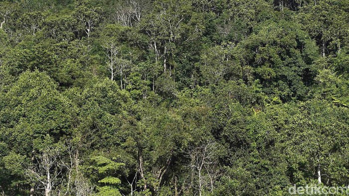 Kawasan hutan lindung yang menyimpan beragam flora langka, menjadi objek wisata favorit di perbatasan Indonesia-Malaysia. Seperti saat akan menuju PLBN Aruk, Sambas, Kalbar, sepanjang jalan disisi kanan maupun kiri disuguhi oleh panorama keindahan kawasan hutan tropis maupun perbukitan.