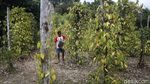 Nasib Petani Daerah Perbatasan di Tengah Pandemi