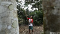 Kondisi tersebut dirasakan oleh Pak Mus, salah satu petani di wilayah perbatasan Aruk, Sambas, Kalbar.  
