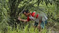 Sebagai upaya membangun pertanian di wilayah perbatasan, pemerintah melaksanakan berbagai strategi dengan membangun sistem pertanian modern terpadu dan berkelanjutan melalui pendekatan kawasan.  