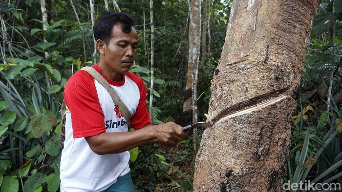 Nasib Petani Daerah Perbatasan di Tengah Pandemi Pandemi Covid 19 yang telah berlangsung selama sepuluh bulan di Indonesia dinilai berdampak terhadap para petani di daerah perbatasan Indonesia.
Untuk mendukung kegiatan pembangunan pertanian di wilayah perbatasan, Pemerintah Indonesia terus mendorong pembukaan lahan baru. Salah satunya di perbatasan Aruk, Sambas, Kalbar.