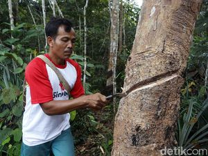 Nasib Petani Daerah Perbatasan di Tengah Pandemi