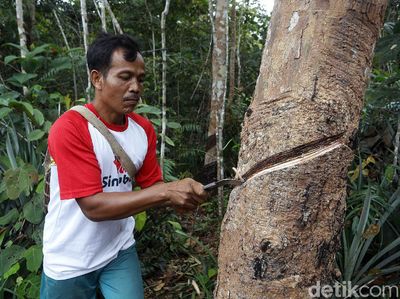 Nasib Petani Daerah Perbatasan di Tengah Pandemi