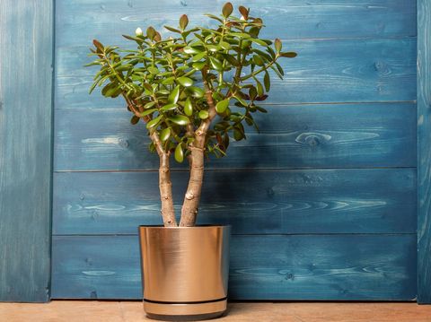 Succulent houseplant Crassula in a pot on a wooden blue background.