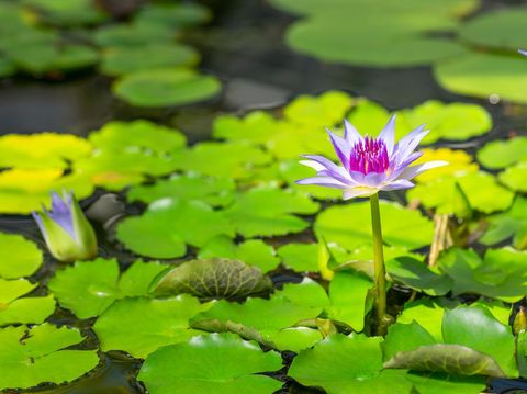 Bright violet water lily. Flower and leaves in the pond. Bright floral natural background. Aquatic plants. Panoramic water landscape