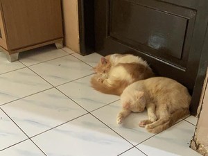 Polisi Akan Cek TKP 6 Kucing Warga Balikpapan Diduga Mati Diracun