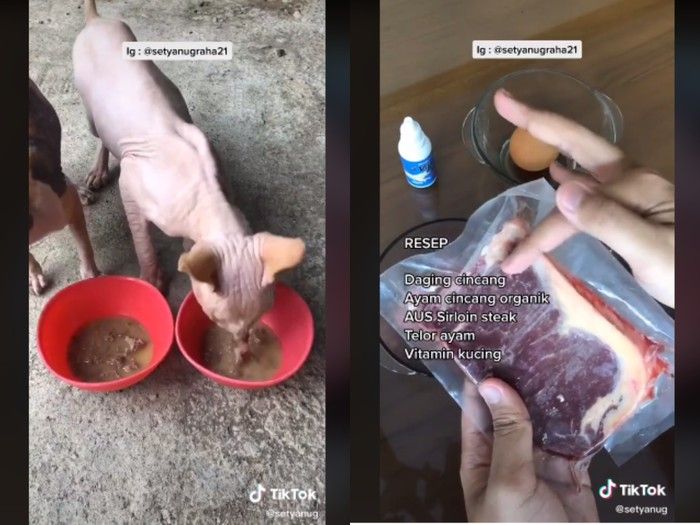 5 Momen Kucing Sultan, Ultah dan Lahirannya Dirayakan Majikan