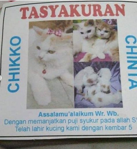 5 Momen Kucing Sultan, Ultah dan Lahirannya Dirayakan Majikan