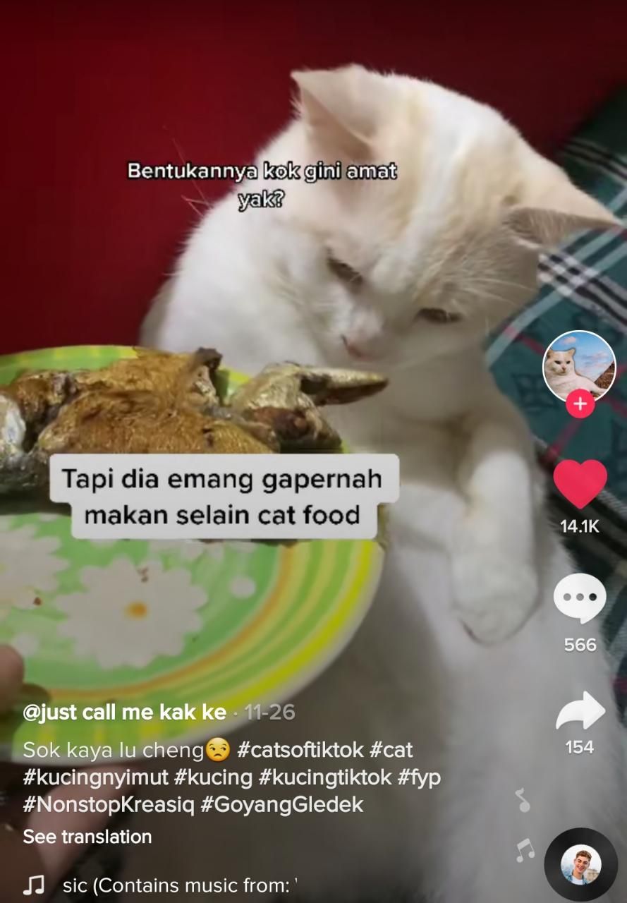 5 Momen Kucing Sultan, Ultah dan Lahirannya Dirayakan Majikan