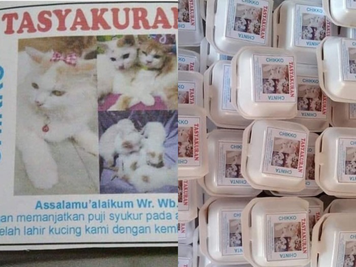 5 Momen Kucing Sultan, Ultah dan Lahirannya Dirayakan Majikan