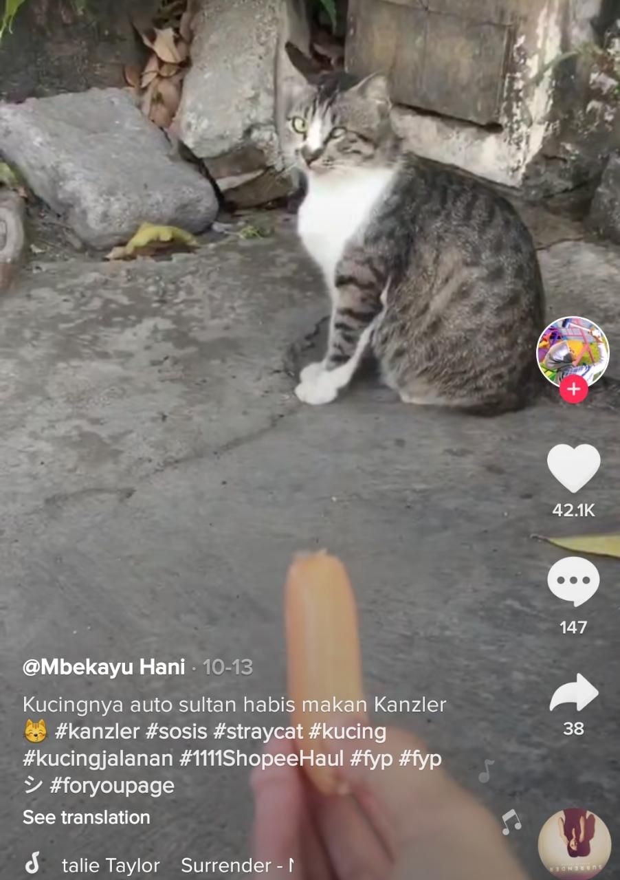 5 Momen Kucing Sultan, Ultah dan Lahirannya Dirayakan Majikan