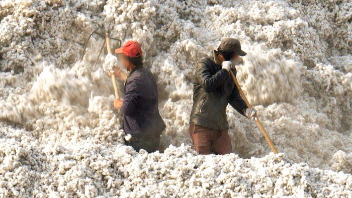 Bukti baru kerja paksa warga Uighur di ladang kapas ditemukan, apa dampaknya bagi industri fesyen global?