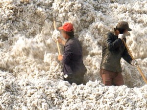 Ditemukan Bukti Baru Kerja Paksa Uighur di Ladang Kapas, Apa Dampaknya?