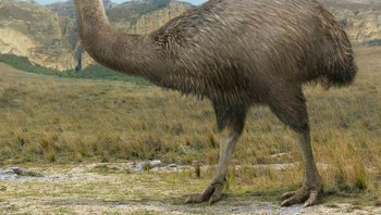 Burung gajah. Foto: Brightside