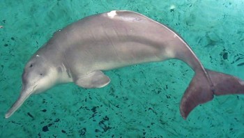 Baiji (lumba-lumba sungai China)Foto: Brightside