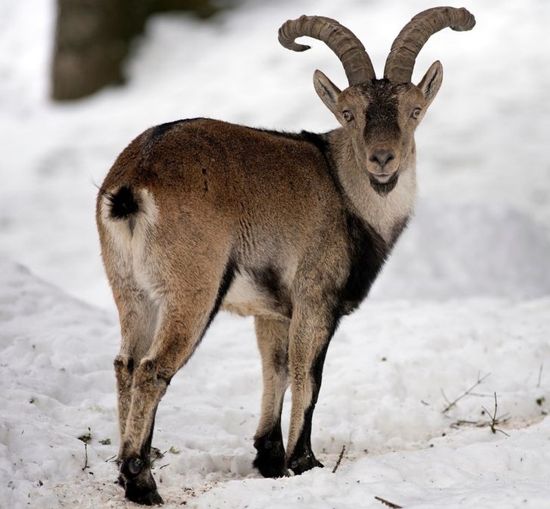 Hewan punah yang ingin dihidupkan kembali