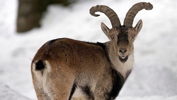 Pyrenean ibex Foto: Brightside