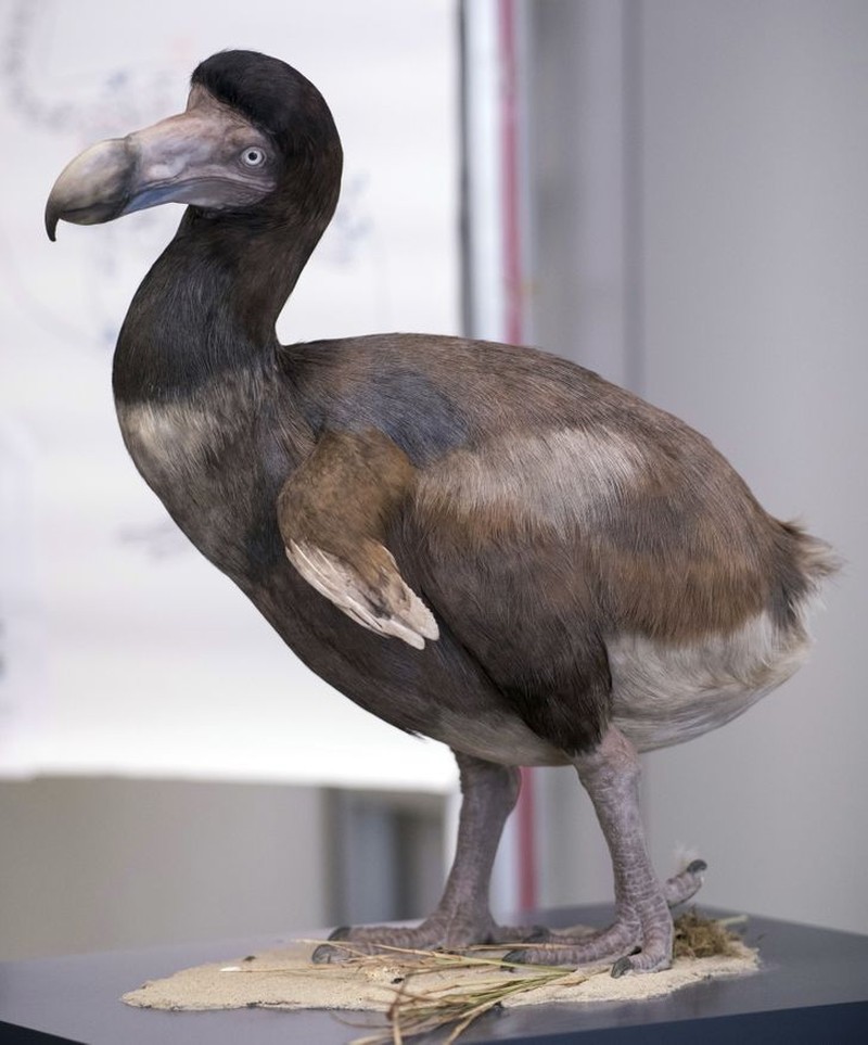 Hewan punah yang ingin dihidupkan kembali