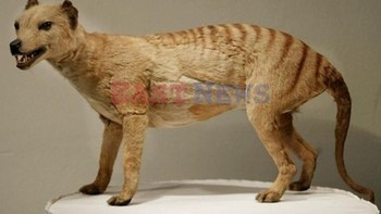 Tasmanian tiger Foto: Brightside